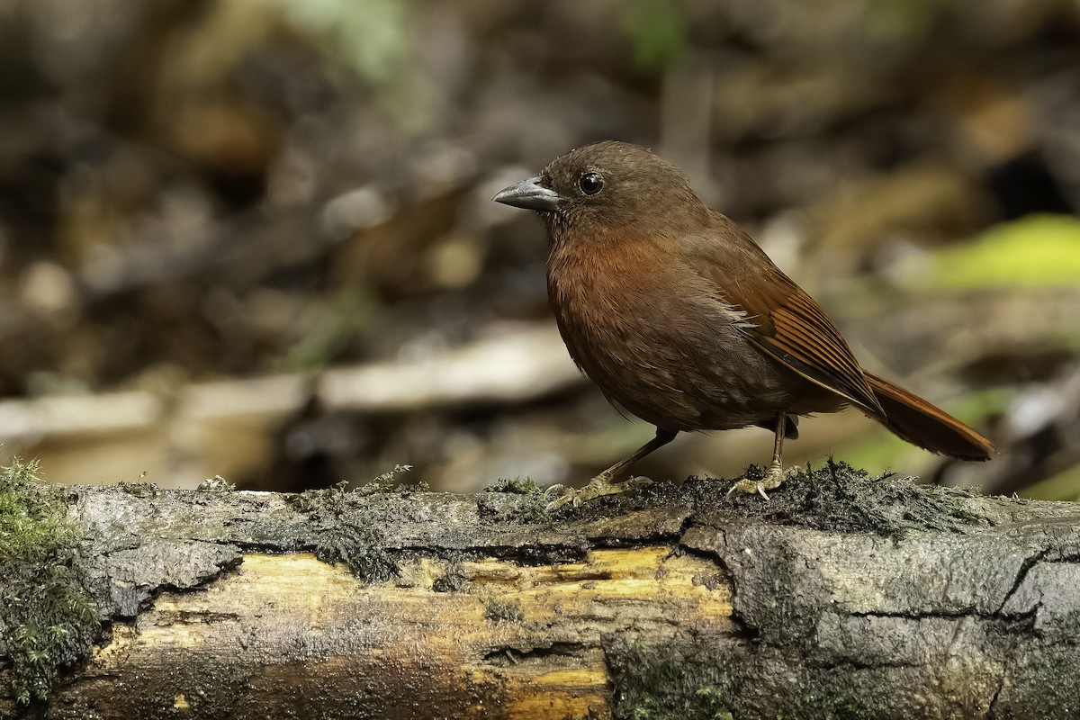 Red-crowned Ant-Tanager - ML642030204