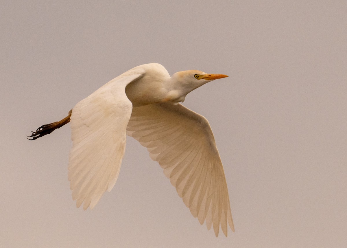 Western Cattle-Egret - ML642030205