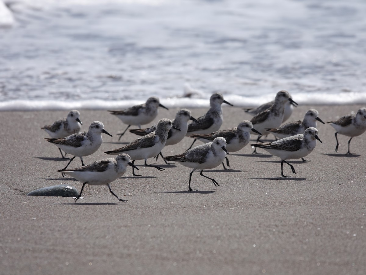 Sanderling - ML642030206
