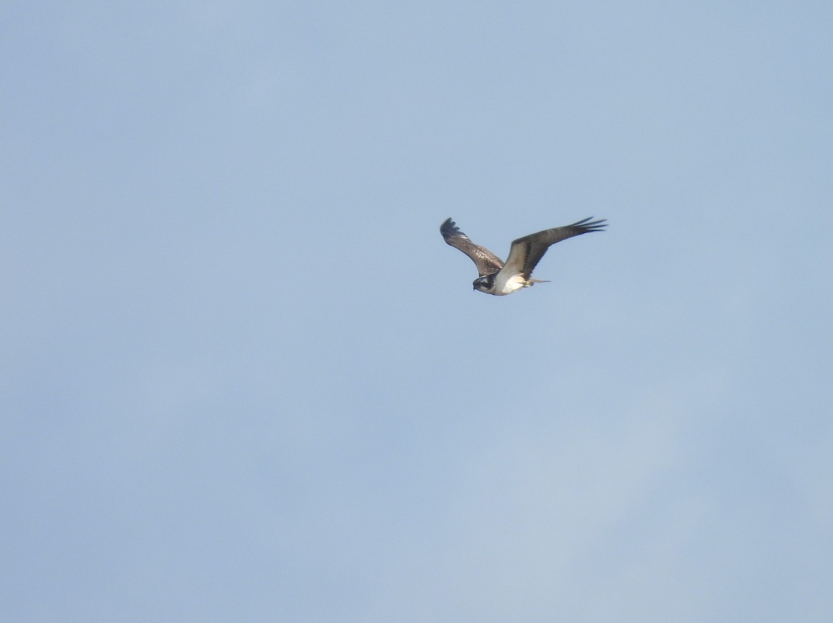 Osprey - ML642030214