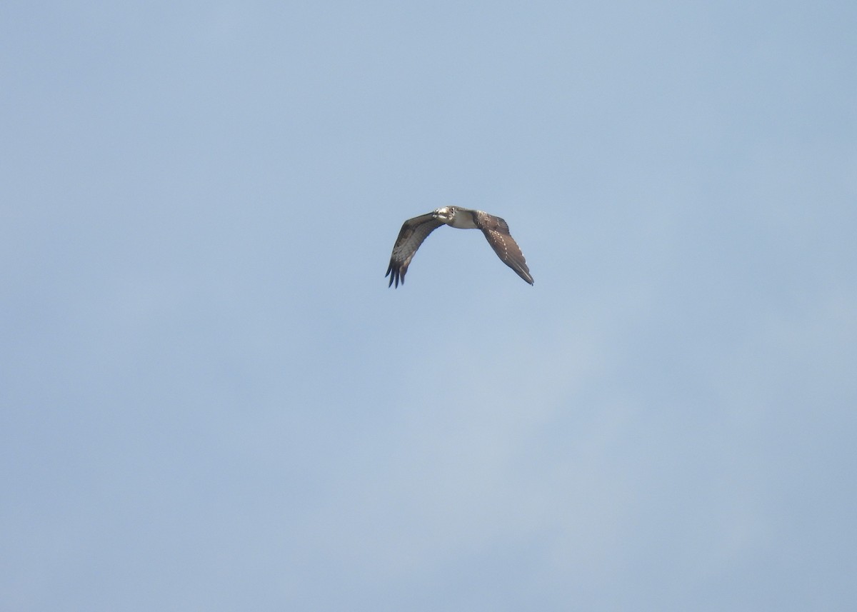 Osprey - ML642030215