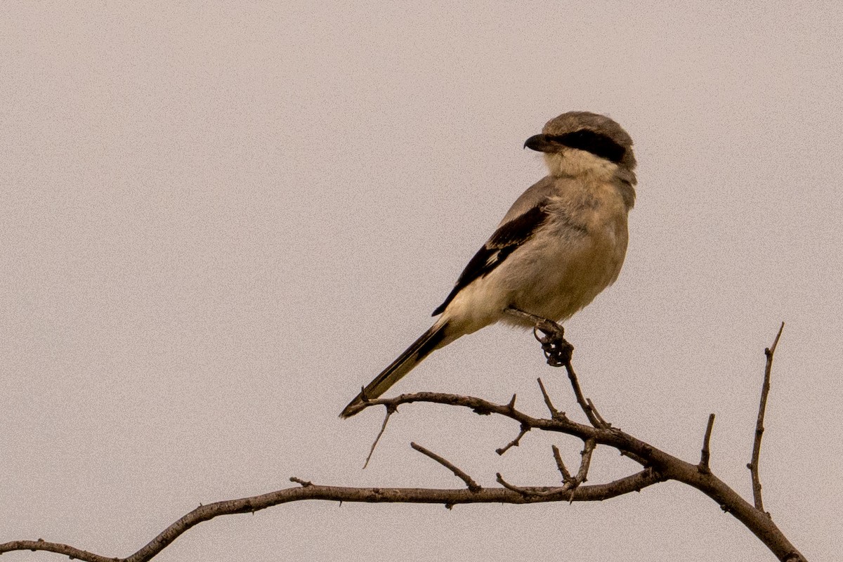 Loggerhead Shrike - ML642030222