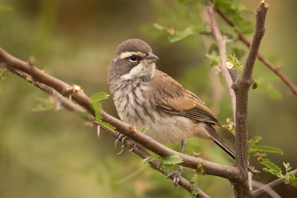 Black-throated Sparrow - ML642030233