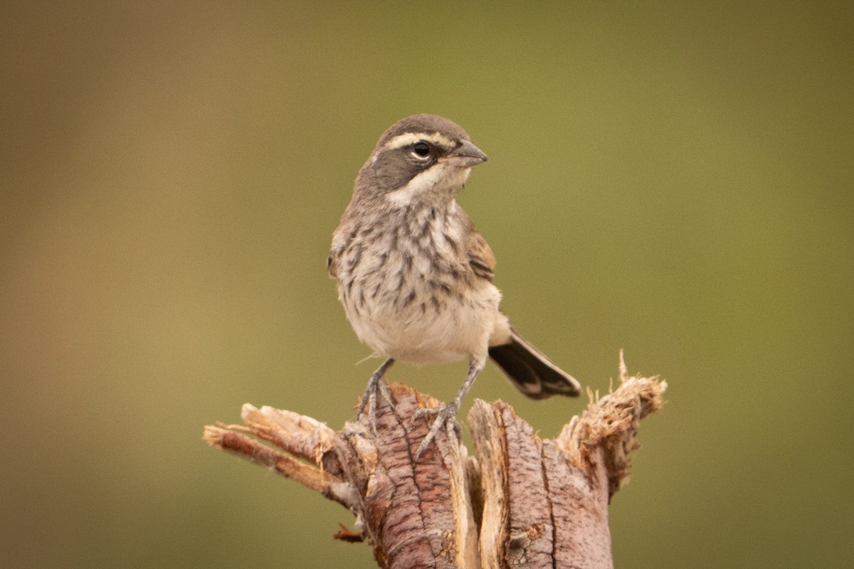 Black-throated Sparrow - ML642030234