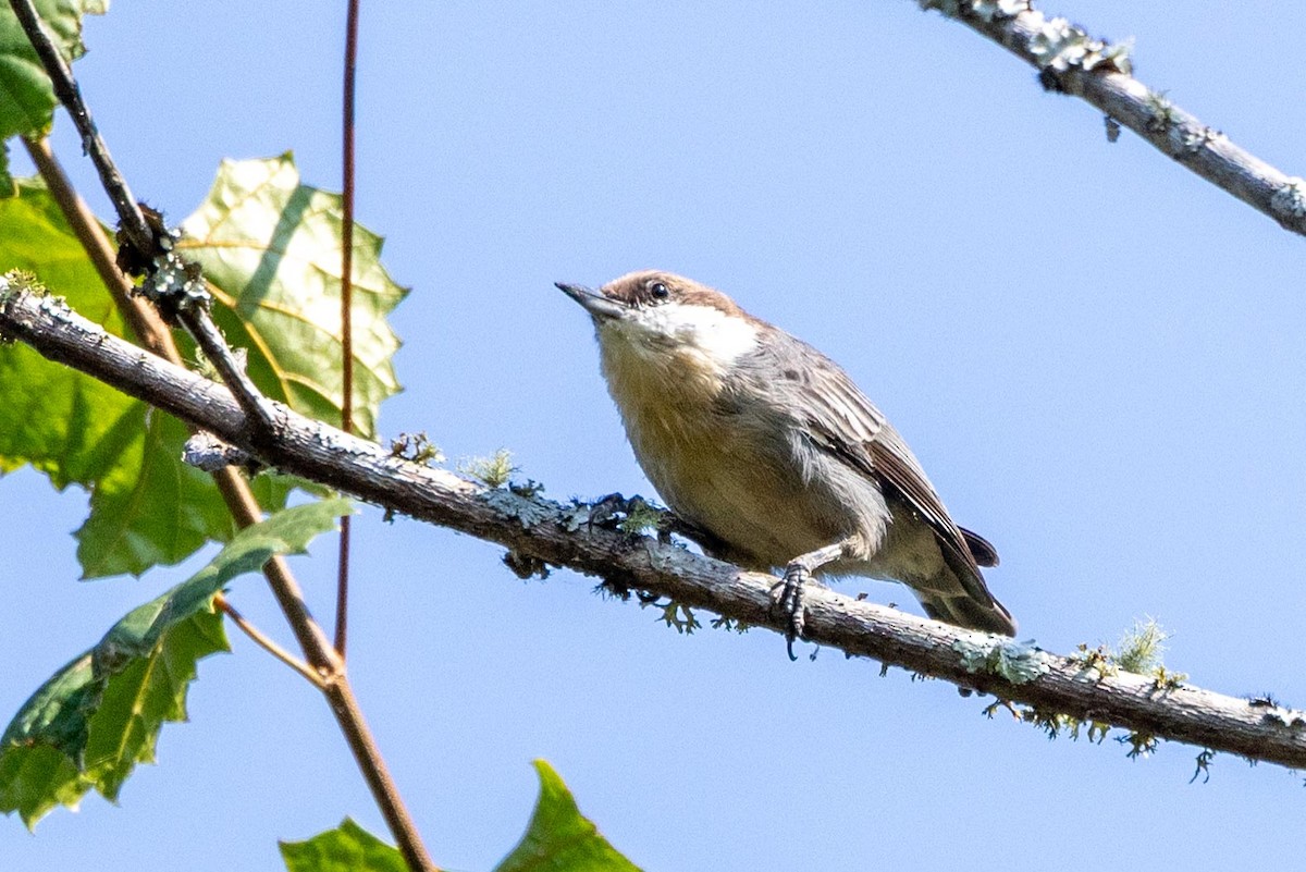 Brown-headed Nuthatch - ML642030244