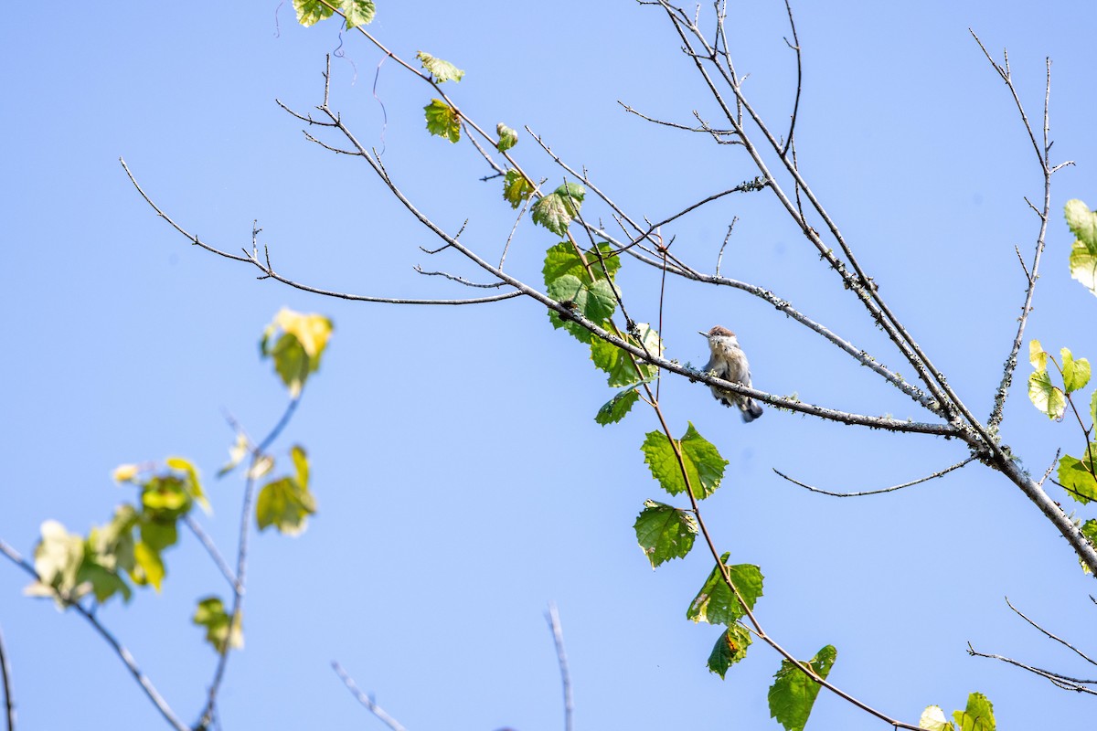 Brown-headed Nuthatch - ML642030245