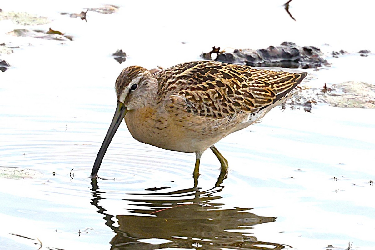 kortnebbekkasinsnipe - ML642030250