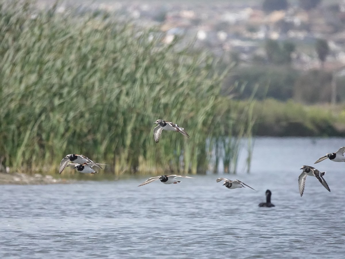 Ruddy Turnstone - ML642030256