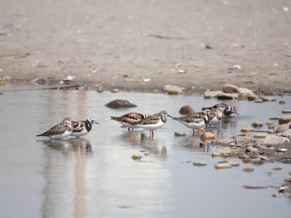 Ruddy Turnstone - ML642030257