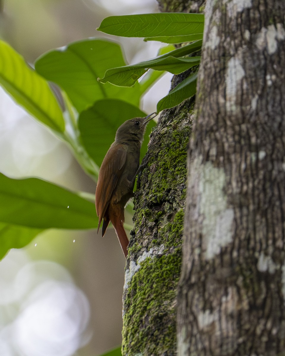 Olivaceous Woodcreeper - ML642030261