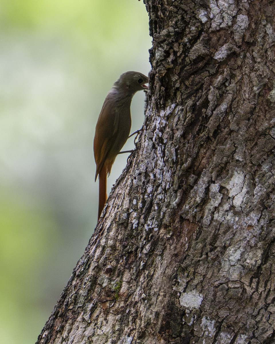 Olivaceous Woodcreeper - ML642030262