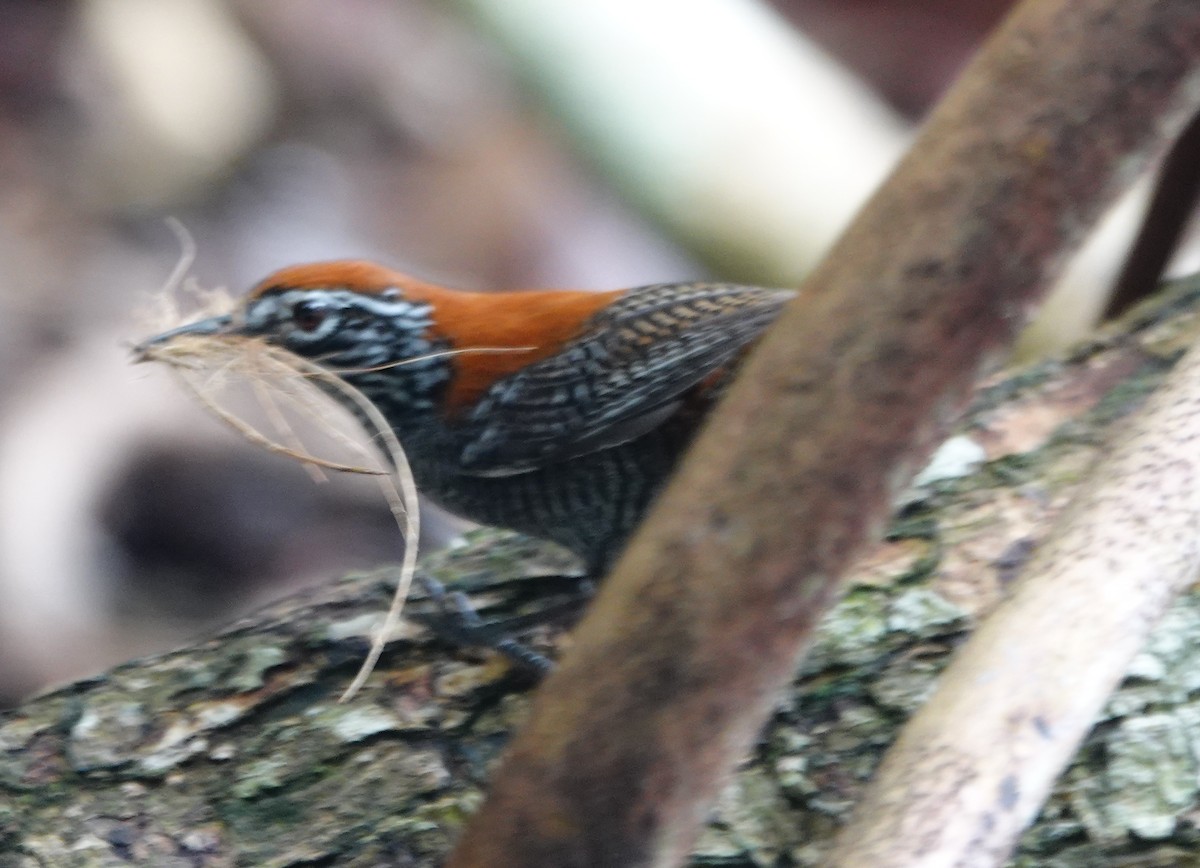 Riverside Wren - ML642030266