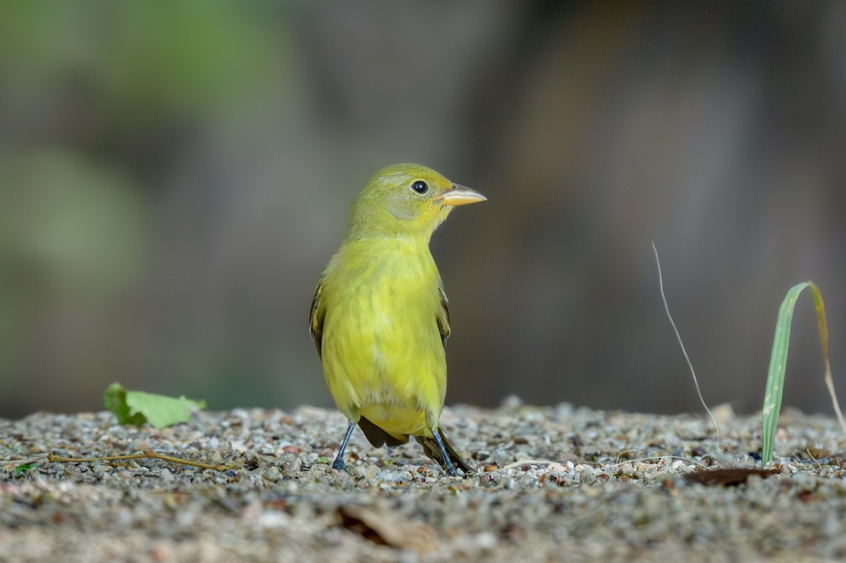Western Tanager - ML642030269