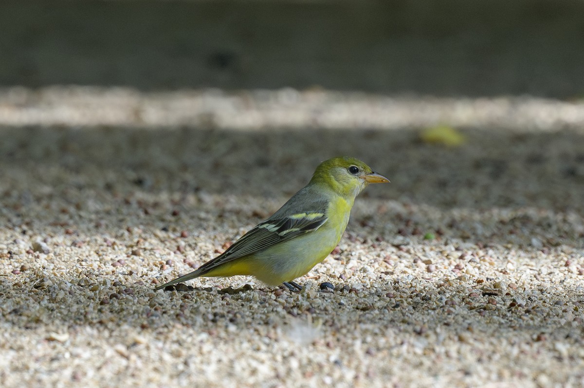 Western Tanager - ML642030270