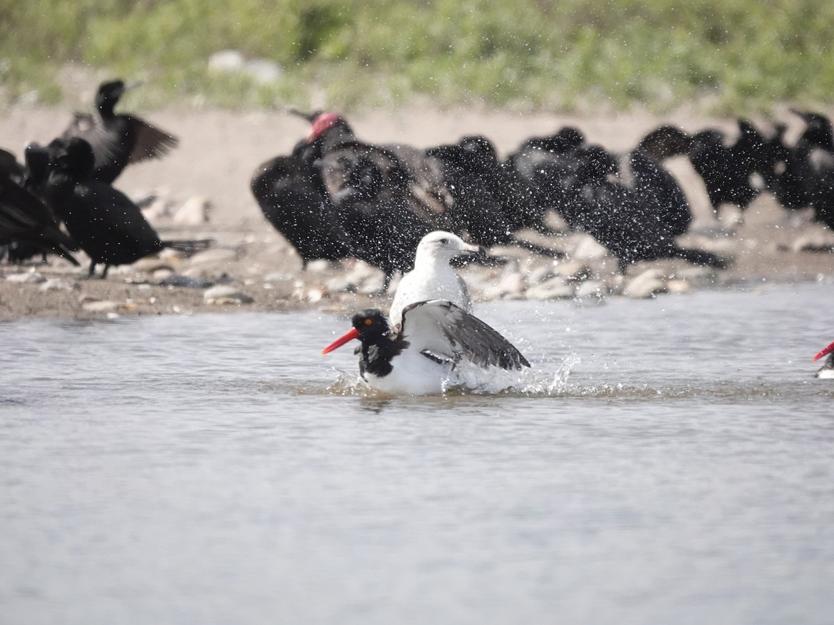 American Oystercatcher - ML642030281