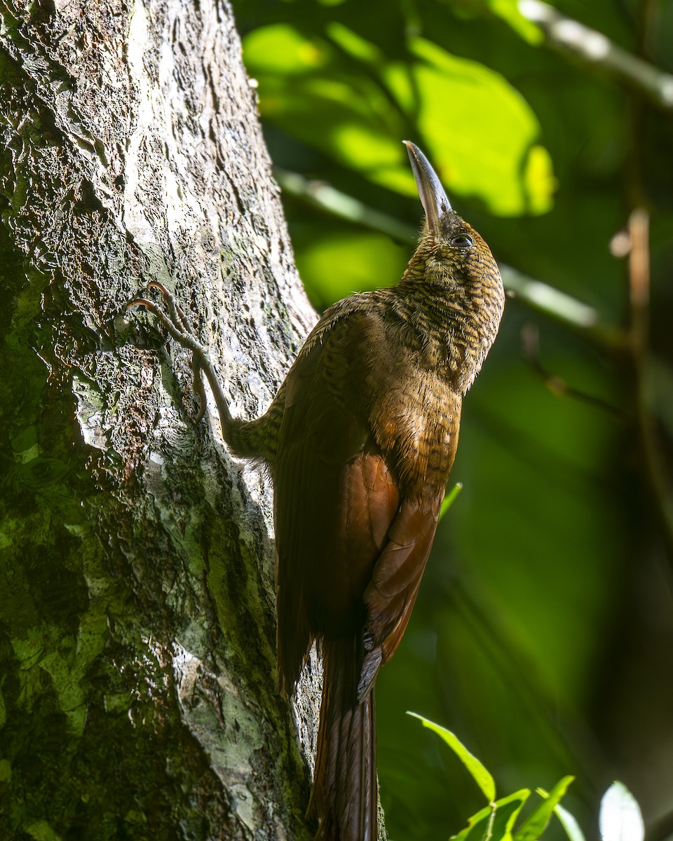 Northern Barred-Woodcreeper - ML642030288