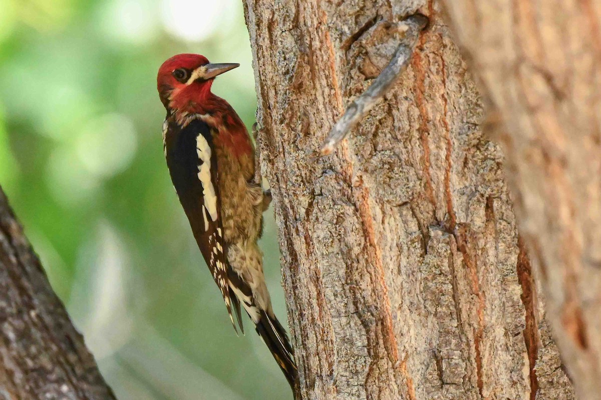 Red-breasted Sapsucker - ML642030289