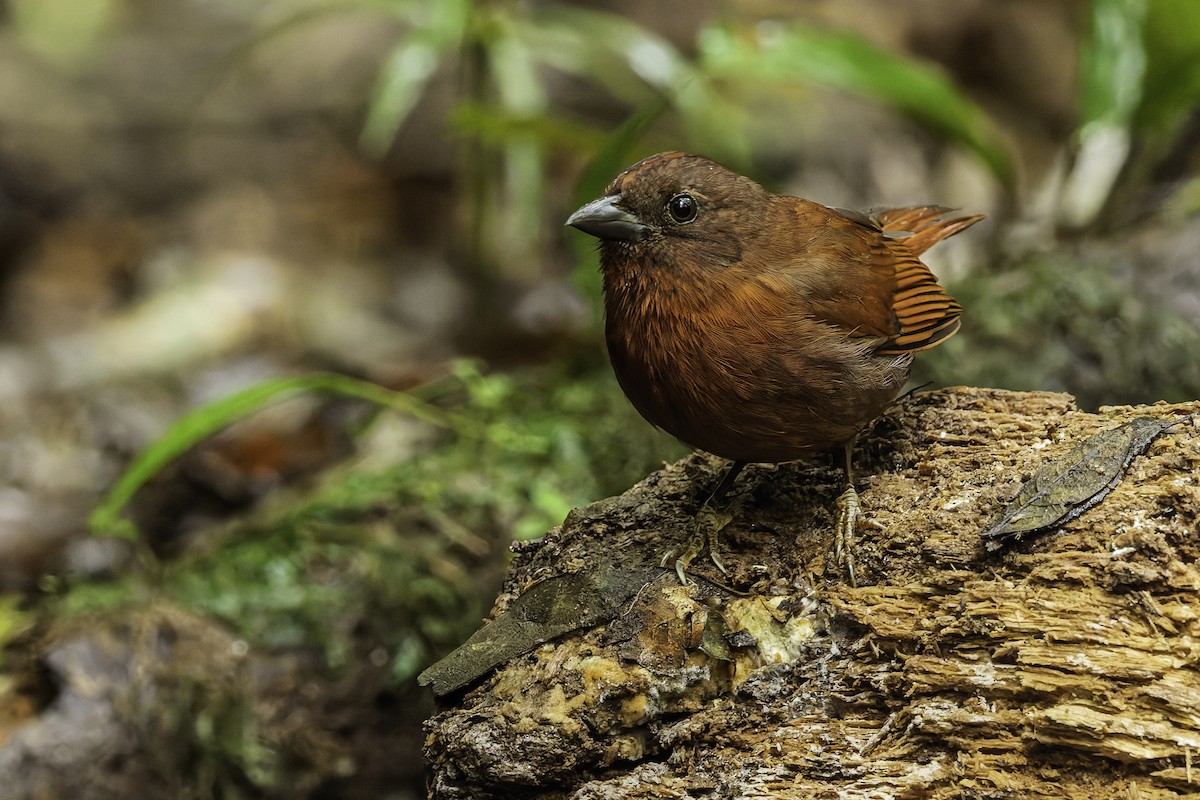 Red-crowned Ant-Tanager - ML642030296