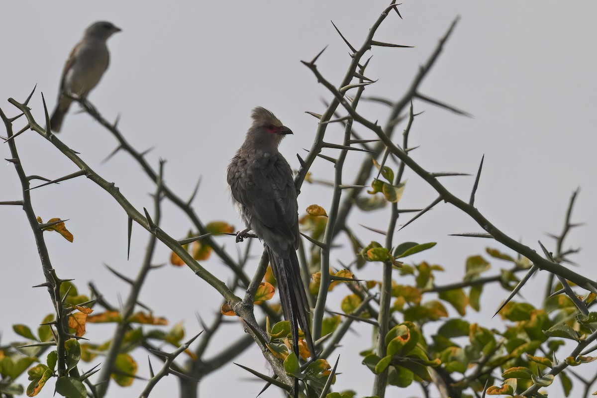 Red-faced Mousebird - ML642030306