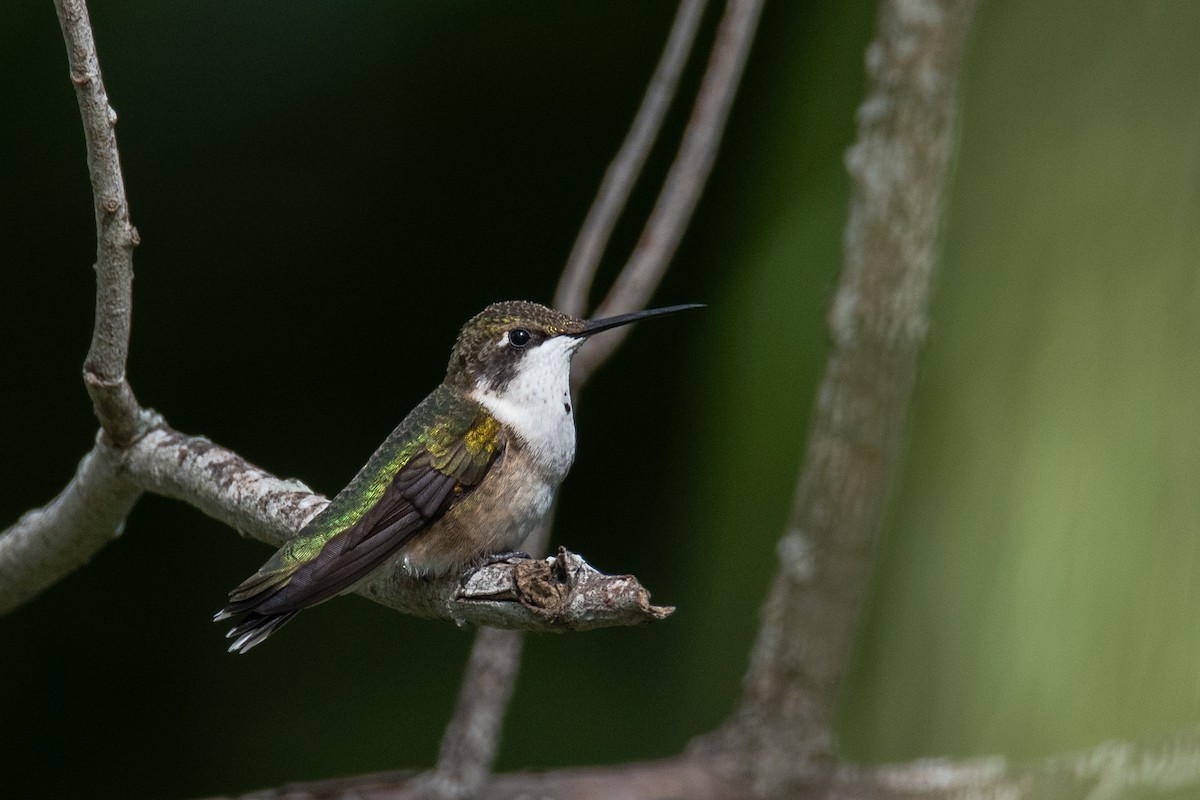 Ruby-throated Hummingbird - ML642030310
