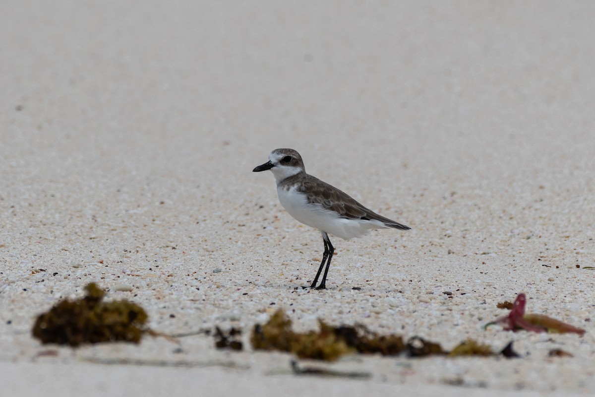Sanderling - ML642030311