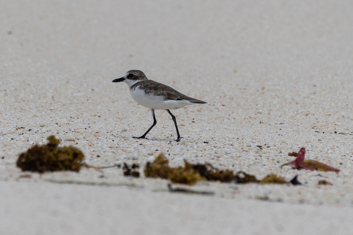 Sanderling - ML642030312