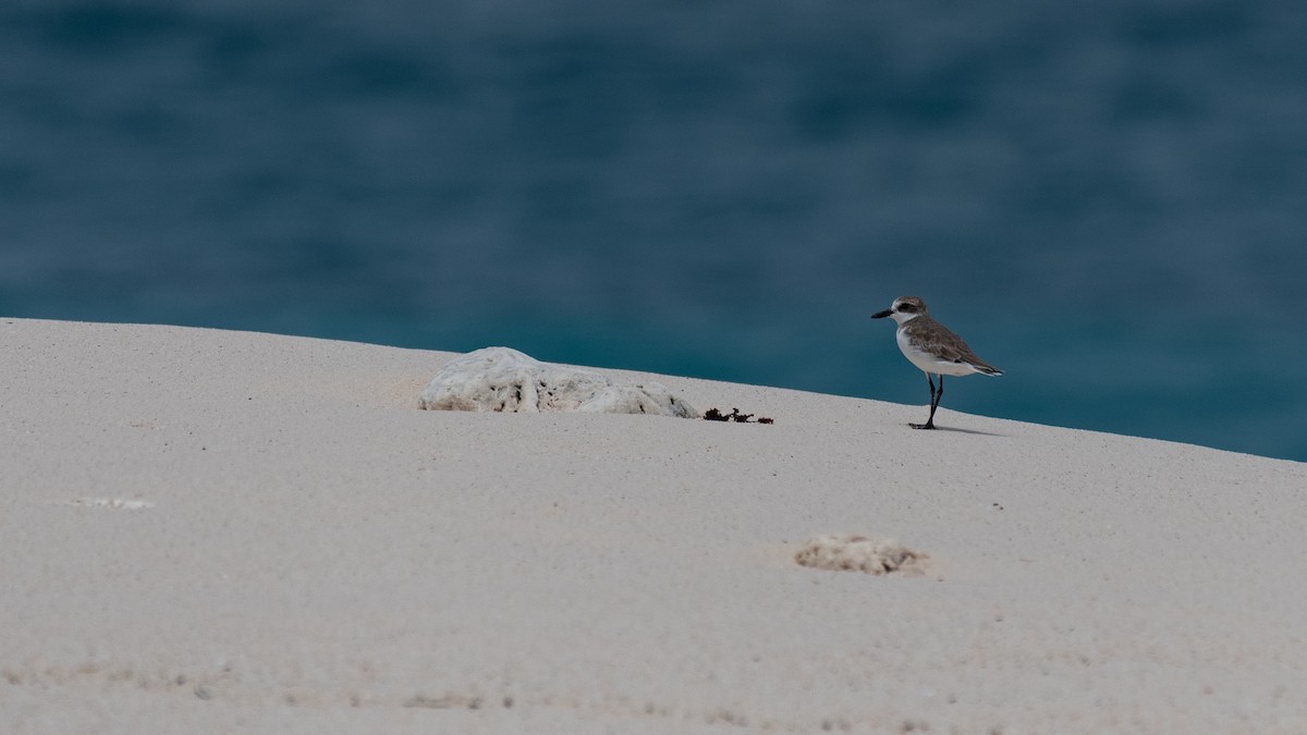 Sanderling - ML642030315