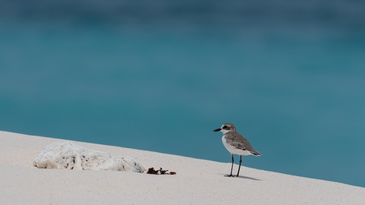 Sanderling - ML642030316