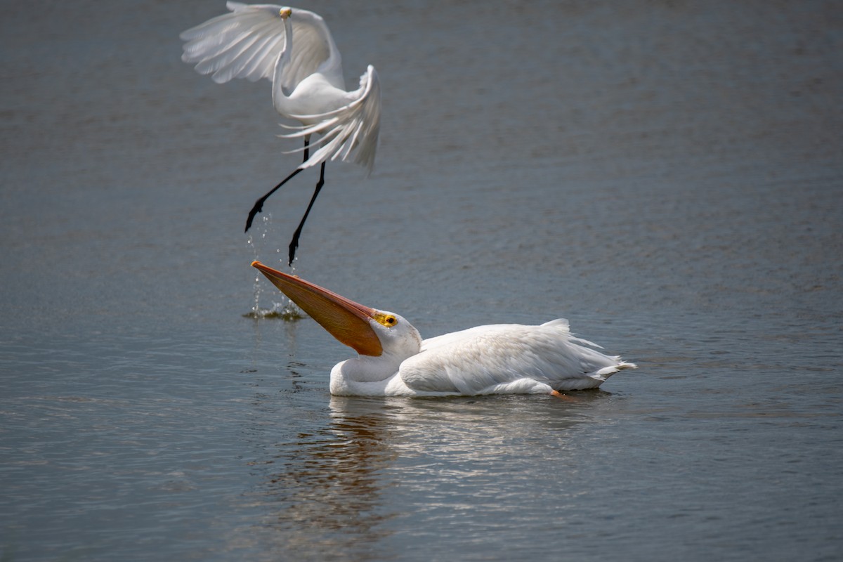 American White Pelican - ML642030321