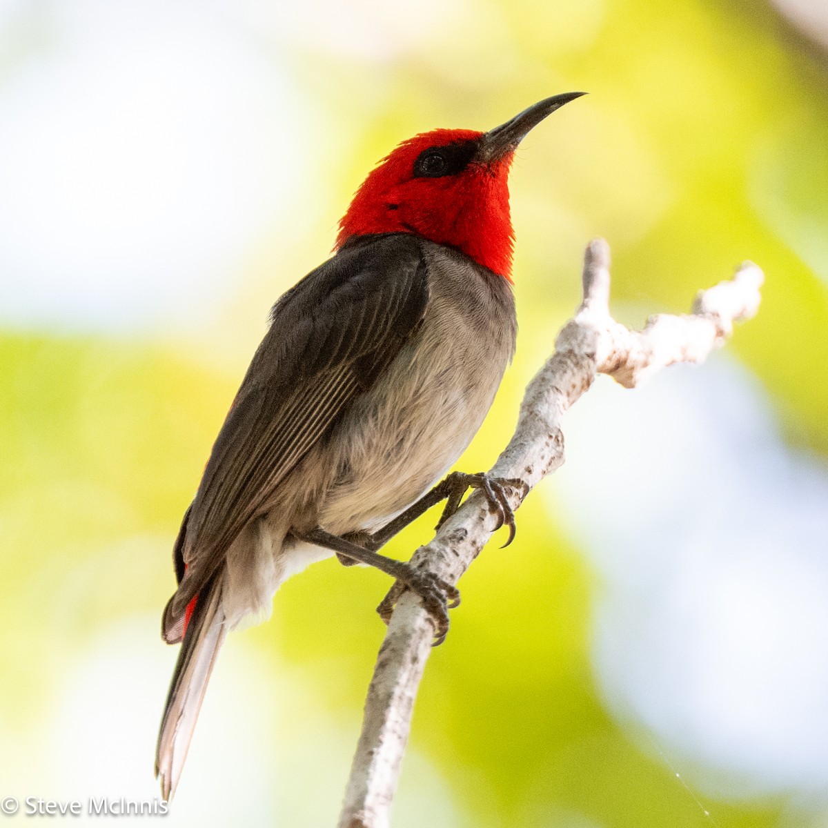 Red-headed Myzomela - ML642030322