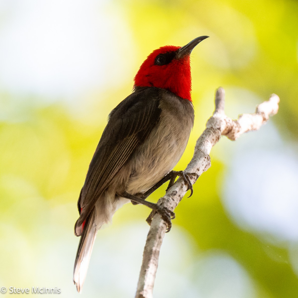 Red-headed Myzomela - ML642030323