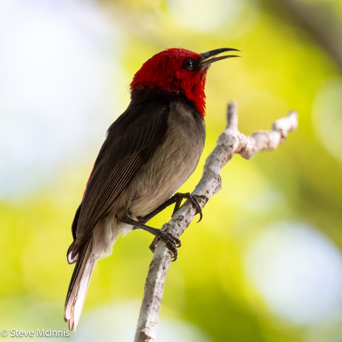 Red-headed Myzomela - ML642030324