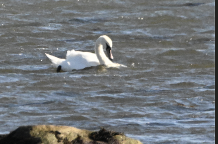 Mute Swan - ML642030331