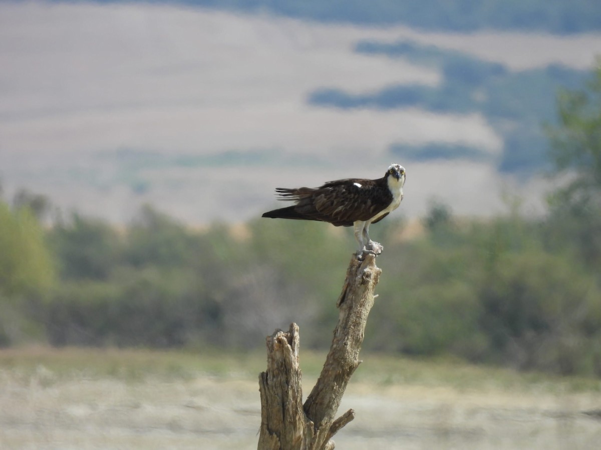 Osprey - ML642030335