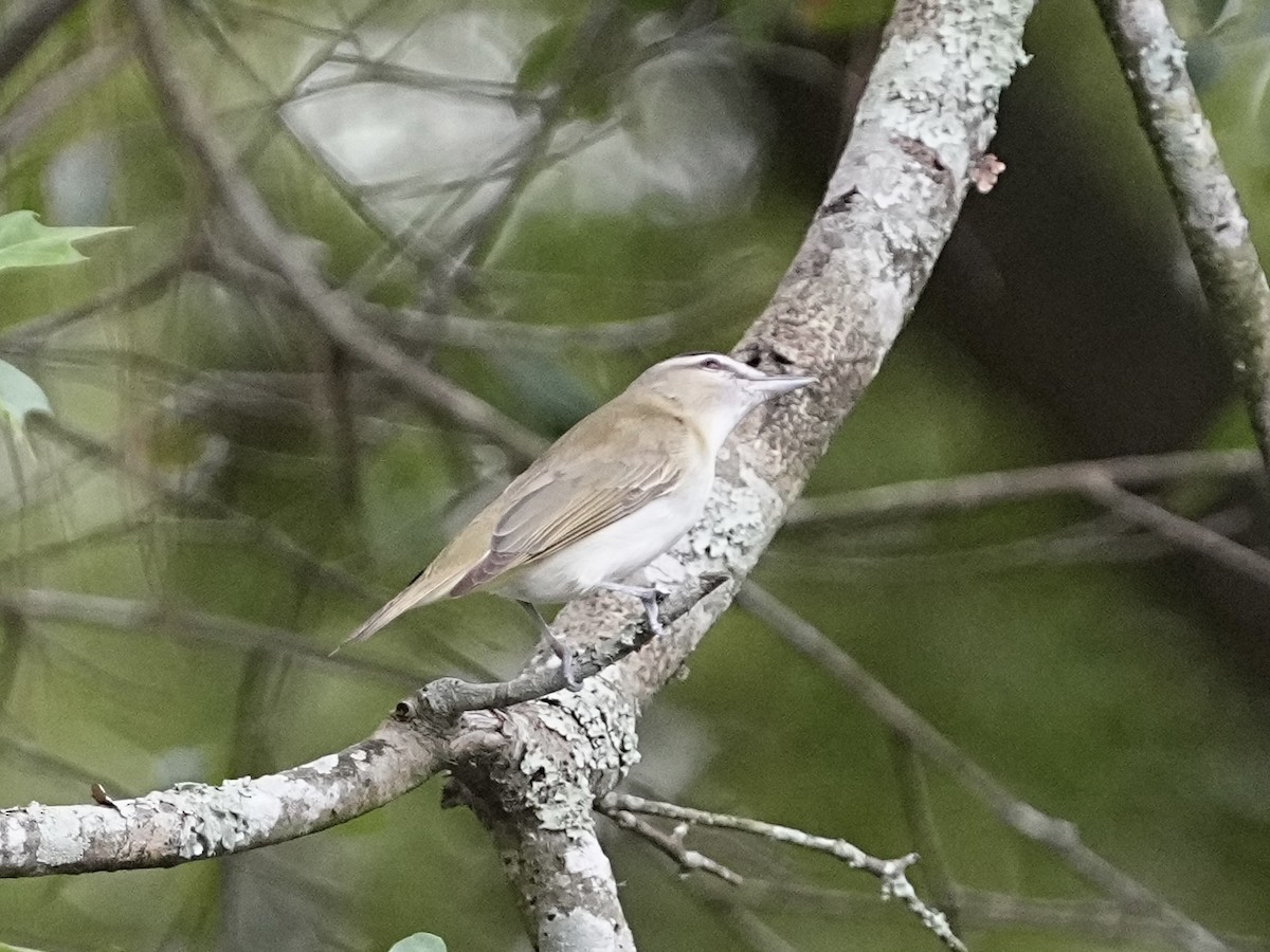 Vireo begigorria - ML642030347