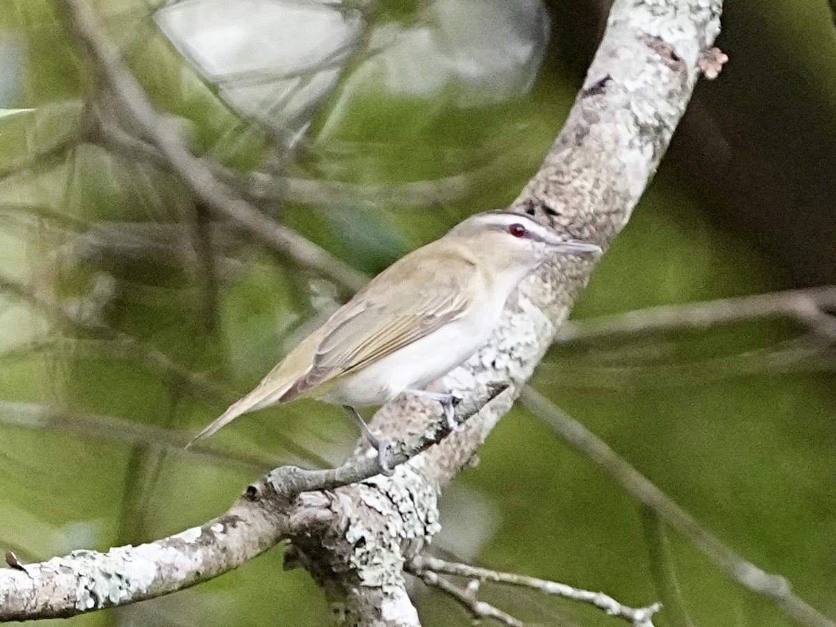 Vireo begigorria - ML642030348