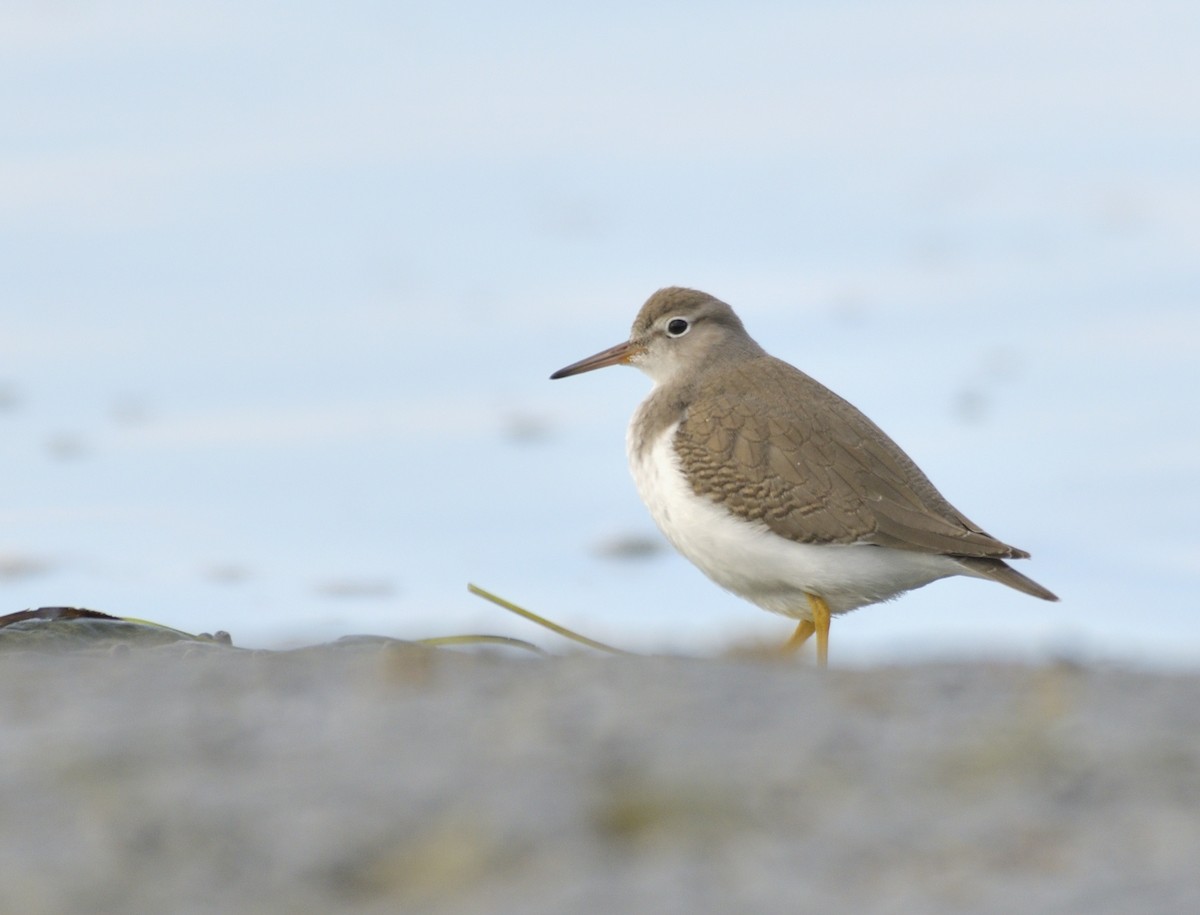 Spotted Sandpiper - ML642030354