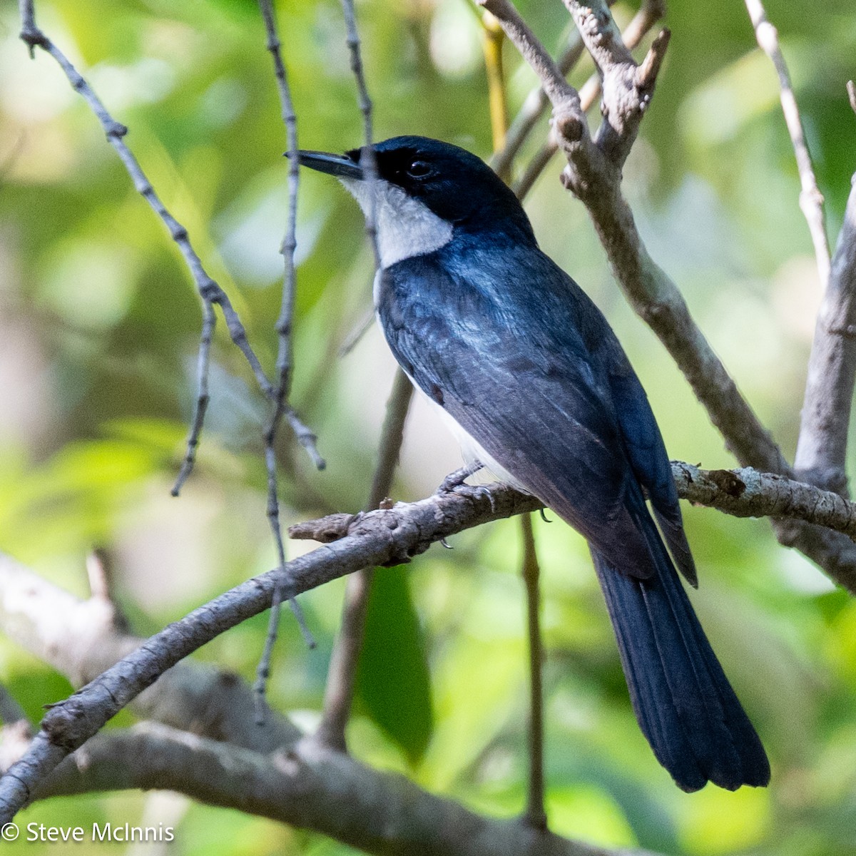 Paperbark Flycatcher - ML642030357