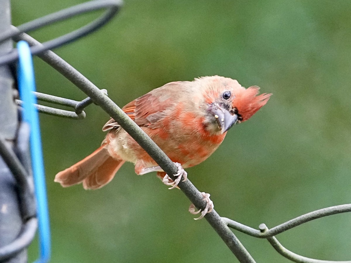 Northern Cardinal - ML642030358