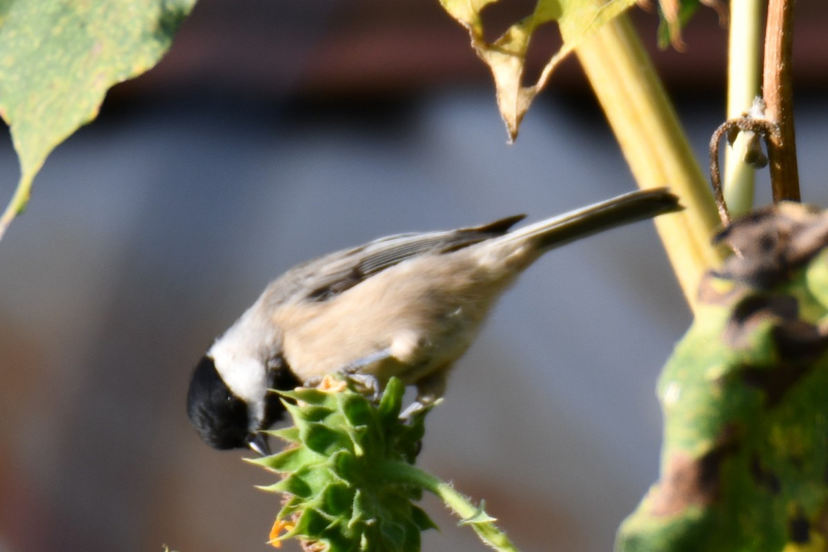 Carolina Chickadee - ML642030360