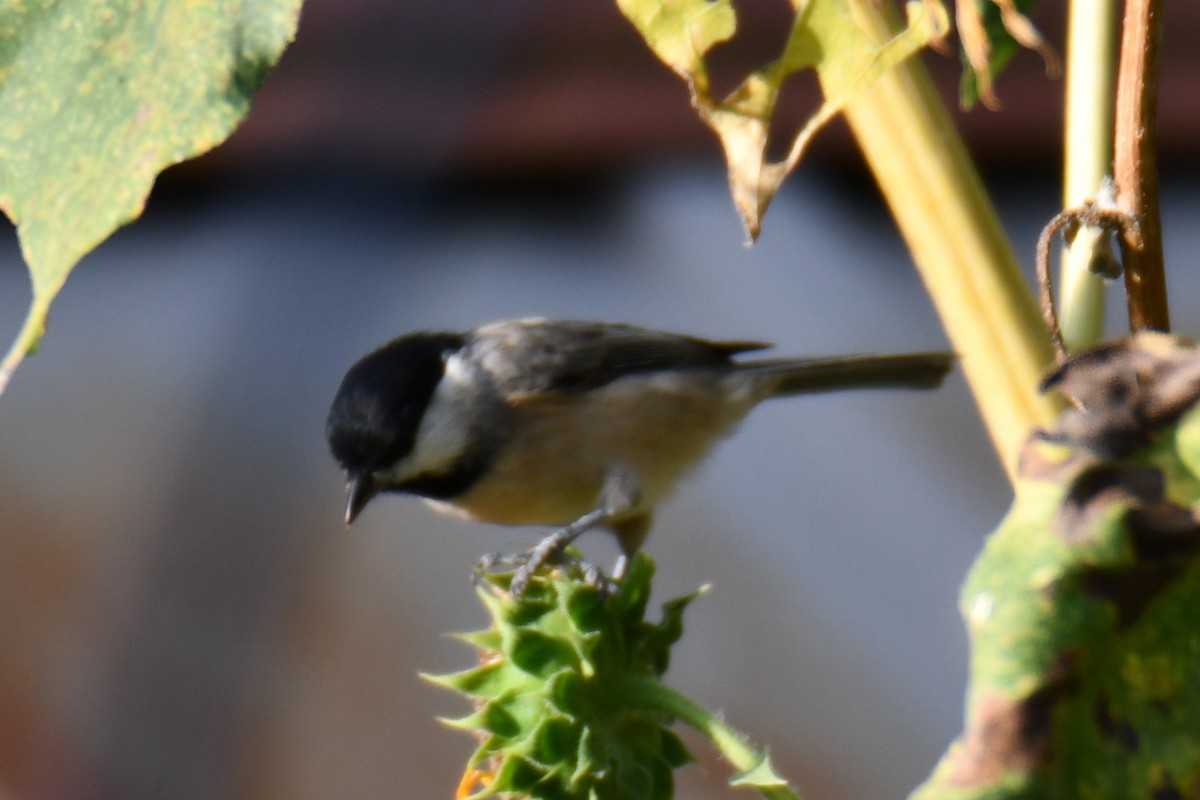 Carolina Chickadee - ML642030361