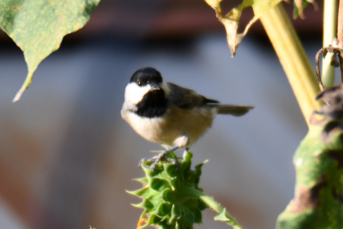 Carolina Chickadee - ML642030362