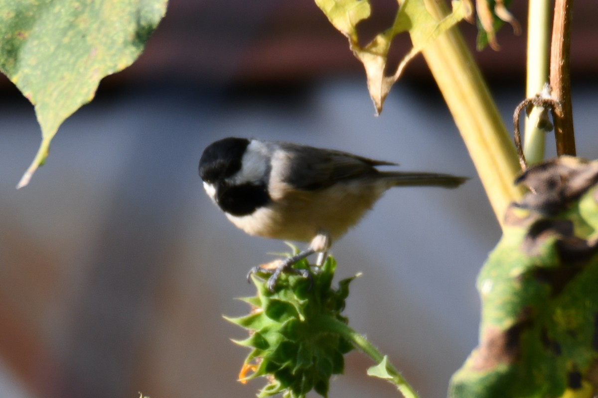 Carolina Chickadee - ML642030363
