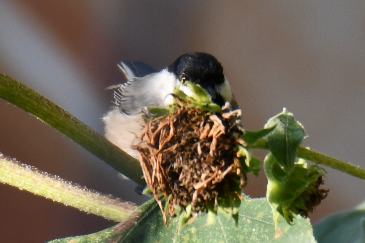 Carolina Chickadee - ML642030364