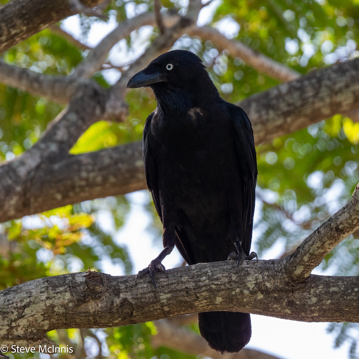 Torresian Crow - ML642030371