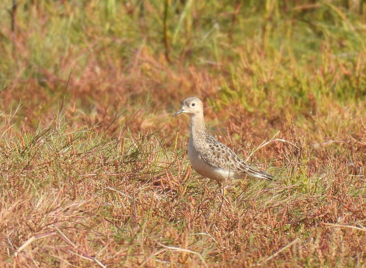 Buff-breasted Sandpiper - ML642030382