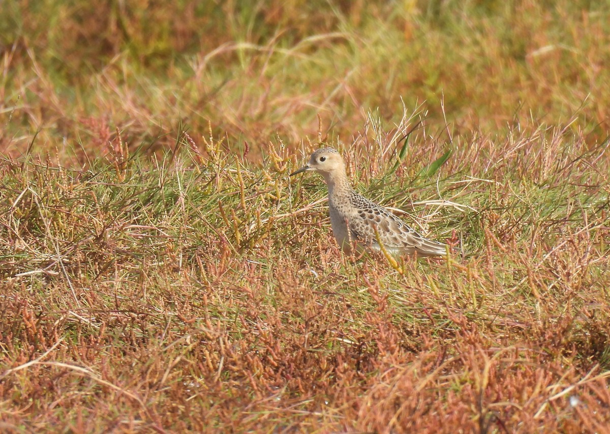Buff-breasted Sandpiper - ML642030383