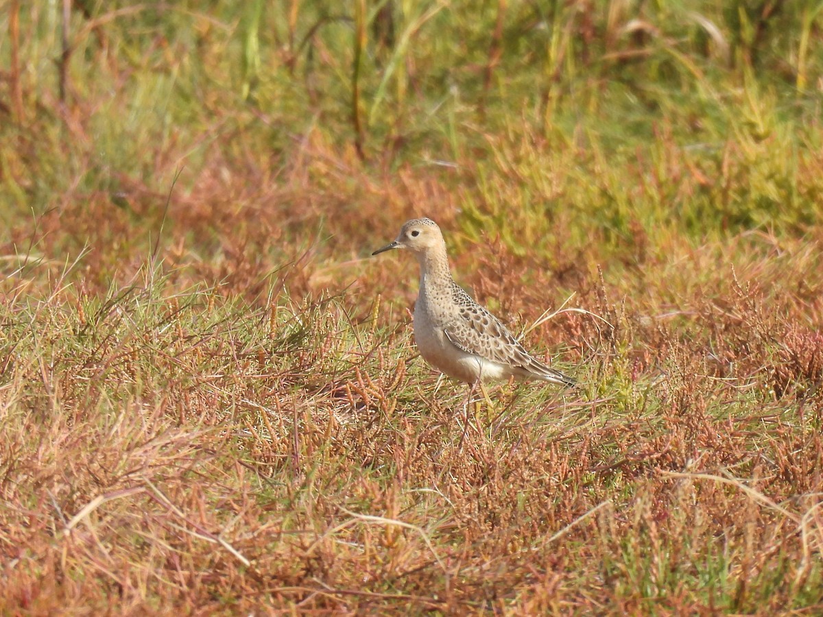 Buff-breasted Sandpiper - ML642030384