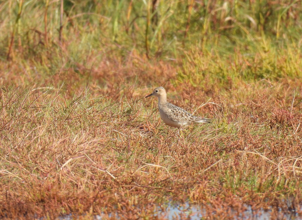 Buff-breasted Sandpiper - ML642030385