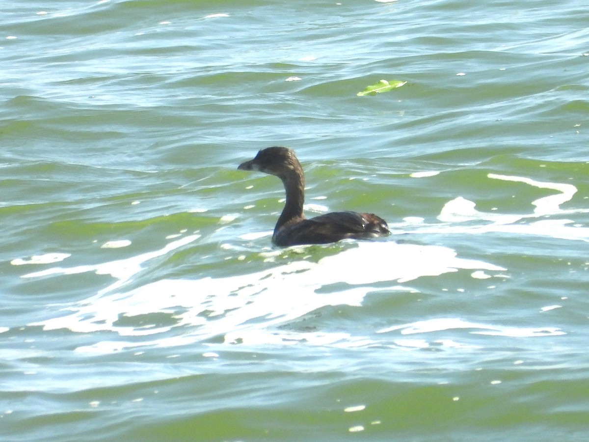 Pied-billed Grebe - ML642030386
